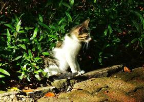 Portrait of an adorable cute little kitten exploring lush garden park on the bright day light. Feline hunting for the prey. The cat is hunting in the forest. photo