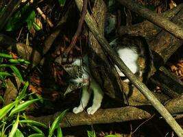 Portrait of an adorable cute little kitten exploring lush garden park on the bright day light. Feline hunting for the prey. The cat is hunting in the forest. photo