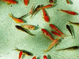 Top view. Golden carp and koi fishes in the pond. Clear water pond. Ornamental fish. Fancy carp fish on crystal clear water photo