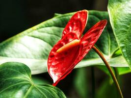 House plant red Anthurium in the garden. Anthurium andraeanum. Flower Flamingo flowers or Anthurium andraeanum symbolize hospitality. photo