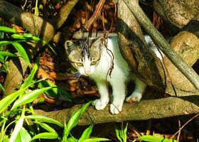 Portrait of an adorable cute little kitten exploring lush garden park on the bright day light. Feline hunting for the prey. The cat is hunting in the forest. photo