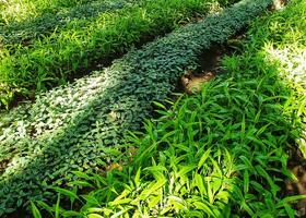 un varios de hermosa verde hojas. al aire libre parque con lozano verde colores. verde hojas textura. usado para Fresco o antecedentes concepto. foto