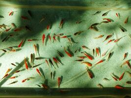 Top view. Golden carp and koi fishes in the pond. Clear water pond. Ornamental fish. Fancy carp fish on crystal clear water photo