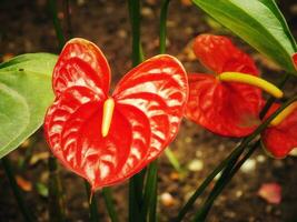 House plant red Anthurium in the garden. Anthurium andraeanum. Flower Flamingo flowers or Anthurium andraeanum symbolize hospitality. photo