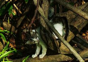 Portrait of an adorable cute little kitten exploring lush garden park on the bright day light. Feline hunting for the prey. The cat is hunting in the forest. photo