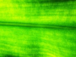 Defocus abstract background of natural greenery leaf. Bright Leaf textured. copy space for text. fresh and nature concept background photo