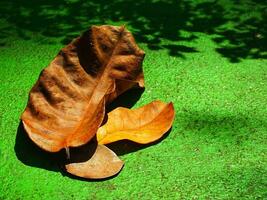 Brown dry leaves isolated on green background. Copy space for text. Nature environment concept background image. Freshnes, Earth Day, Sustainability. Autumn season photo