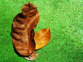 Brown dry leaves isolated on green background. Copy space for text. Nature environment concept background image. Freshnes, Earth Day, Sustainability. Autumn season photo