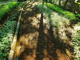 Beautiful panorama of green park in the morning. Sunlight penetrates the trees. Lush green grass beside the path and surrounded by trees photo