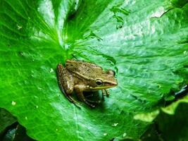 Marsh frog on water lily leaves. Amphibian creature. Outdoor pond with lotus leaf on sunny days. Beauty of nature. Portrait of little cute frog sitting on green leaf photo