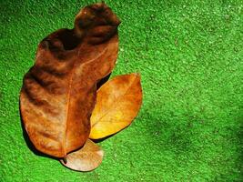 marrón seco hojas aislado en verde antecedentes. Copiar espacio para texto. naturaleza ambiente concepto antecedentes imagen. frescura, tierra día, sostenibilidad. otoño temporada foto