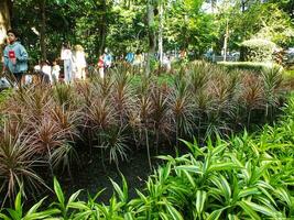 Bandung City, West Java, Indonesia. 19 October 2023. Family gathering with full of fun and happiness at the week end in the bright morning. Out door park full of people activity. photo