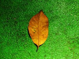 Brown dry leaves isolated on green background. Copy space for text. Nature environment concept background image. Freshnes, Earth Day, Sustainability. Autumn season photo