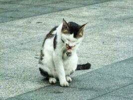 Cute adorable fluffy Street Cat posing for photography. photo