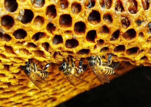 Beautiful honeycomb with bees crawls through the combs collecting honey. Beekeeping, produce honey for health. photo