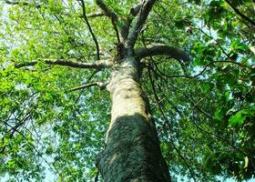 foto arriba a el árbol parte superior Disparo desde abajo. cerca arriba ver de el árbol, desde abajo a el copa del árbol con verde hojas. azul cielo es visible mediante el árbol sucursales.