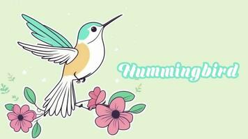 Educational animation introduction to animal names, Hummingbird animal 4k resolution. video