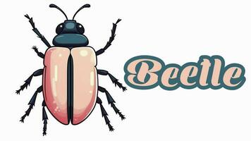 Educational animation introduction to animal names, Beetle animal 4k resolution. video