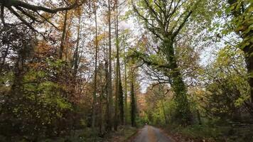 Herbst Fahrt ein Kaleidoskop von der Natur Palette video