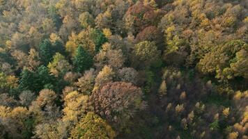 otoño pabellón un drones danza encima el encantado bosque video