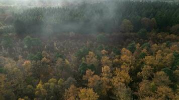 Herbst Überdachung ein Drohnen tanzen über das verzaubert Wald video