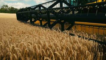 Harvester machines working in wheat field . Combine agriculture machine harvesting golden ripe wheat field. The combine mower mechanism cuts the spikelets of wheat. Food production. High quality 4k video