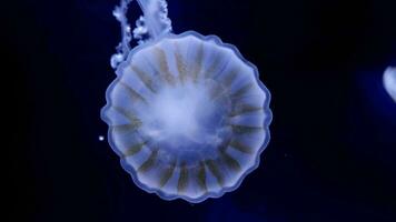 azul medusa em uma Preto fundo. macro fotografia embaixo da agua medusa fechar acima. japonês mar urtiga crisaora pacífico. azul néon brilho luz efeito. video
