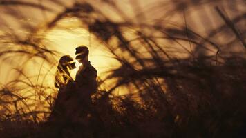 silhouette de une couple dans une d'or champ et une magnifique le coucher du soleil. une Jeune et romantique famille est profiter. une homme détient une femme dans le sien bras avec l'amour sur une été soir. gens sont parlant et étreindre video