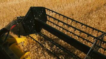 mietitore macchine Lavorando nel Grano campo . combinare agricoltura macchina raccolta d'oro maturo Grano campo. il combinare falciatore meccanismo tagli il spighette di Grano. cibo produzione. alto qualità 4k video