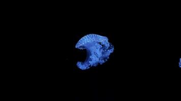 Blau Qualle auf ein schwarz Hintergrund. Makro Fotografie unter Wasser Qualle schließen hoch. japanisch Meer Nessel Chrysaora Pazifik. Blau Neon- glühen Licht Wirkung. video