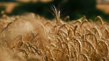 d'or blé oreilles sont balancement par vent, fermer vue dans agricole champ dans été jour, croissance céréales. haute qualité 4k métrage video