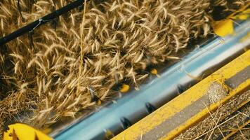 mietitore macchine Lavorando nel Grano campo . combinare agricoltura macchina raccolta d'oro maturo Grano campo. il combinare falciatore meccanismo tagli il spighette di Grano. cibo produzione. alto qualità 4k video