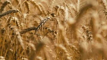 dourado trigo orelhas estão balançando de vento, fechar-se Visão dentro agrícola campo dentro verão dia, crescendo cereais. Alto qualidade 4k cenas video