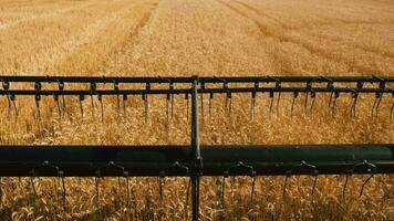 segador máquinas trabajando en trigo campo . combinar agricultura máquina cosecha dorado maduro trigo campo. el combinar cortacésped mecanismo cortes el espiguillas de trigo. comida producción. alto calidad 4k video