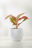 Aglaonema laksap in a white plastic pot on wooden table in living room, Air Purifying Plants for indoor. photo