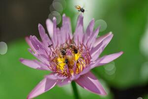 Close-up photo of purple lotus and bee