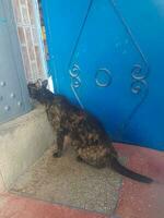 A cat wants to open the door with its head photo