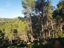 Sunlit evergreen pine mountain photo