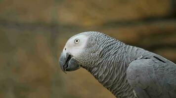 fermer de une gabonais gris perroquet aussi appelé Jaco perroquet video