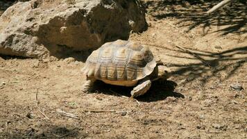 a turtle moves slowly on the ground of a natural park video