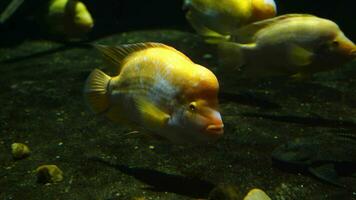 Video of Amphilophus citrinellus in aquarium