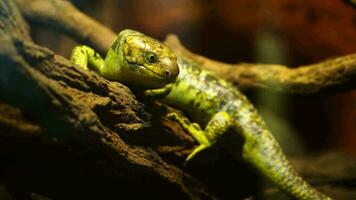 Solomon Islands skink video