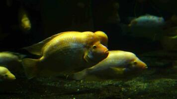 vídeo do amphilophus citrinellus dentro aquário video