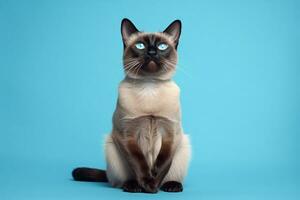 AI generated Close up of siamese cat with blue eyes on a blue background photo