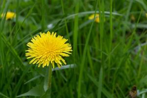 Yellow dandelion flower on green grass background. photo