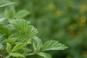 Green leaves of raspberry photo