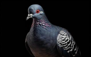 AI Generative Pigeon bird realistic photography photo