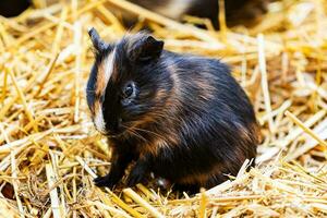 Guinea pig. Mammal and mammals. Land world and fauna. Wildlife and zoology. photo