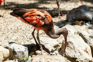 ibis escarlata. pájaro y pájaros. mundo acuático y fauna. fauna y zoología. foto