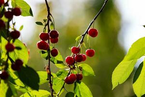 Sour cherry and cherries. Fruit and vegetables. Plant and plants. photo